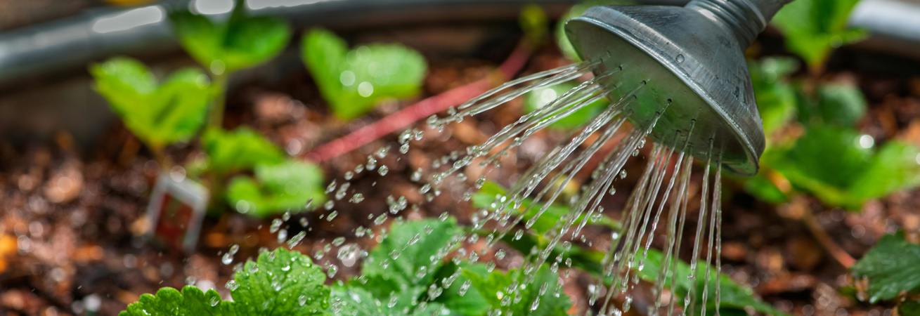 Need garden tools? Borrow them for free!